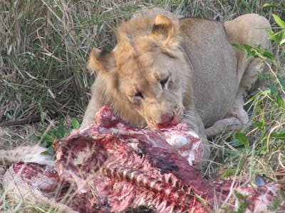 Ian Archer: lion feasting on a fresh kill
