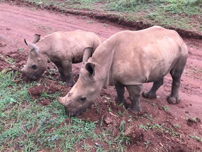 Emma Ruggles: two baby rhinos