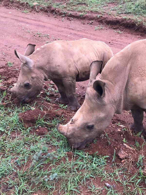 Emma Ruggles: two baby rhinos