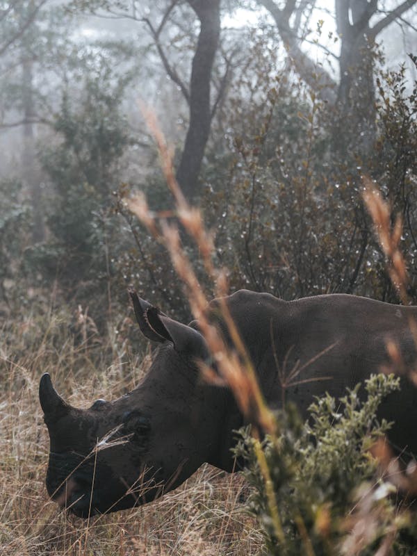 Rhino in the wild