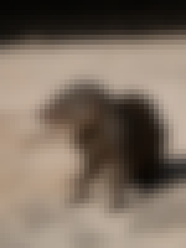 Tomer Admon: close-up of a shrew