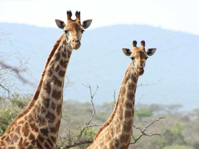 Nathalie Neumann: Two giraffes
