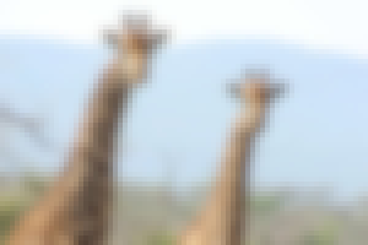 Nathalie Neumann: Two giraffes