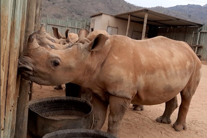 Laura Mullen: close up of rhinos at Care for Wild