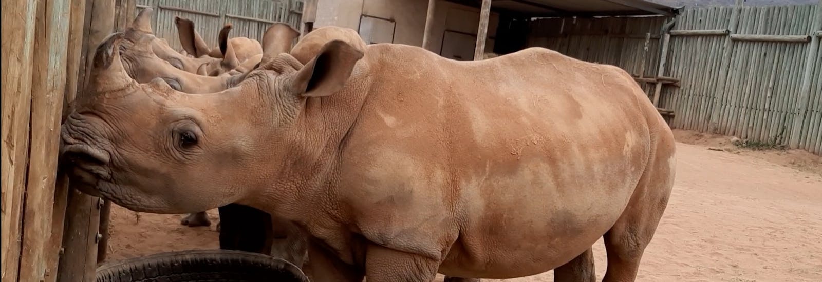 Laura Mullen: close up of rhinos at Care for Wild