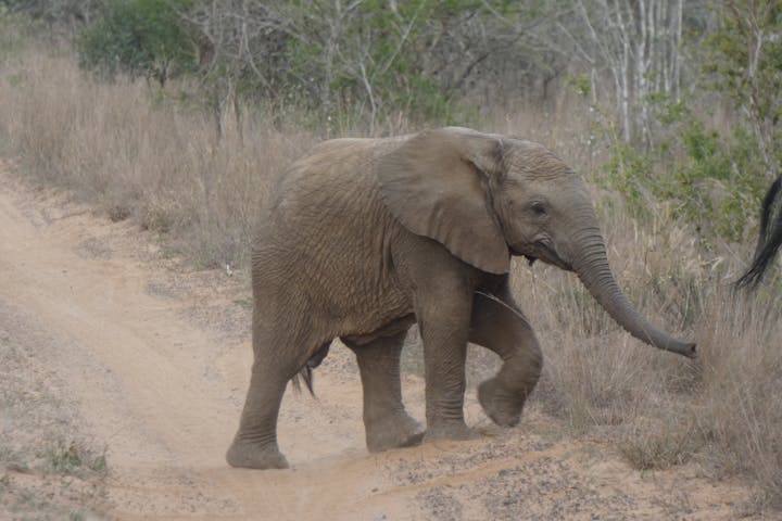 Close-up of a baby elephant following the herd