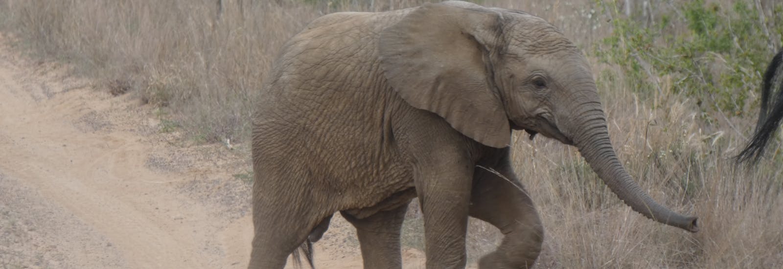 Close-up of a baby elephant following the herd