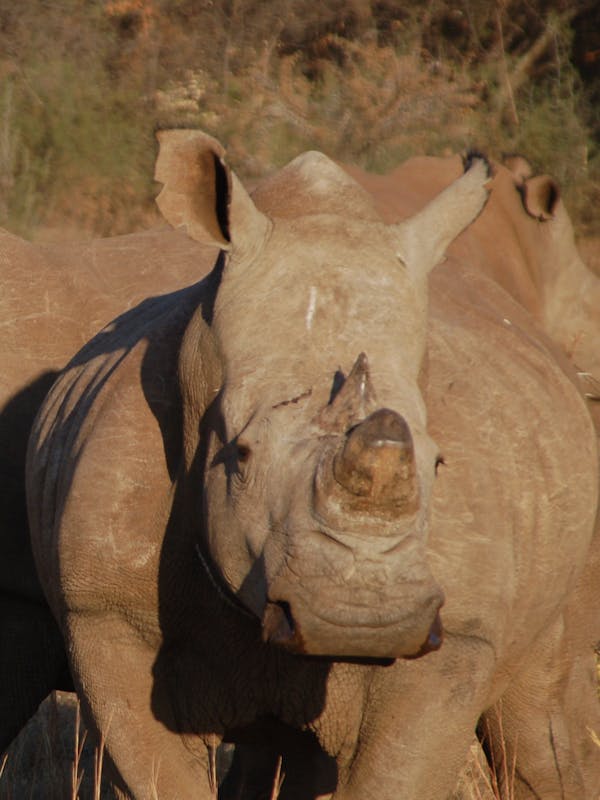 Close-up of two rhinos
