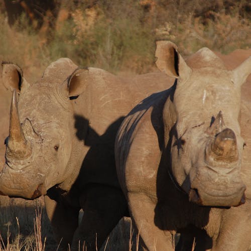 Close-up of two rhinos