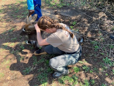 Chloe Fairston: ACE volunteer working on a sedated nyala