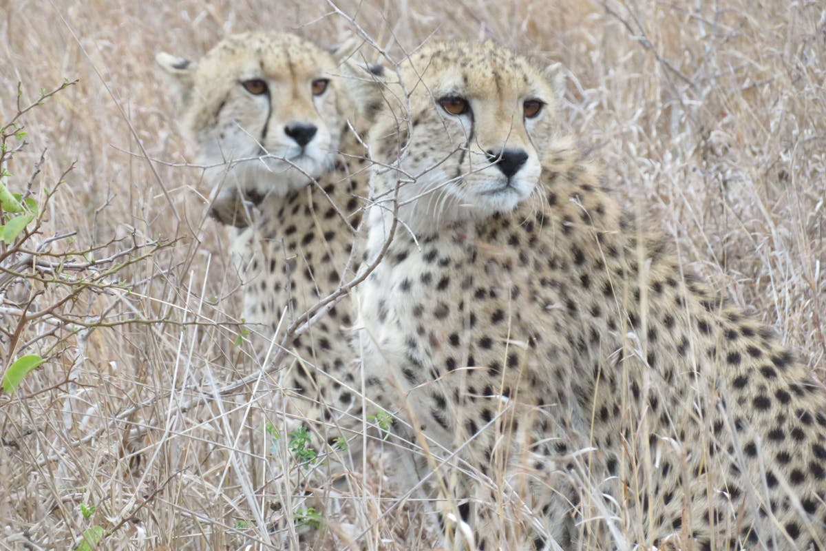 Rebecca Bower: two cheetahs