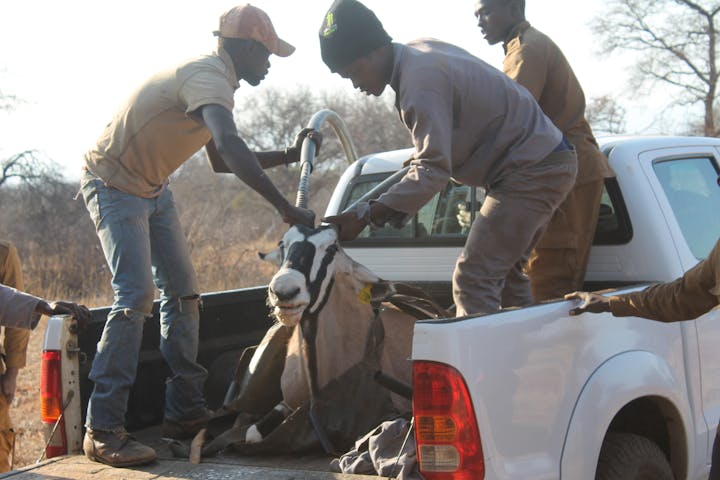 Group covering gemsbok horns in transportation