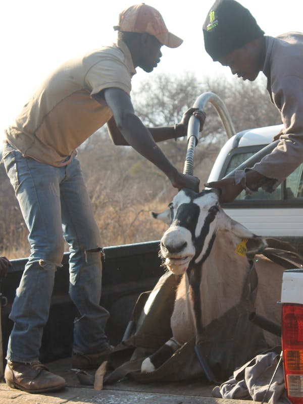 Group covering gemsbok horns in transportation