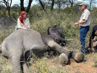 Melany Melkonyan: sedated baby elephant