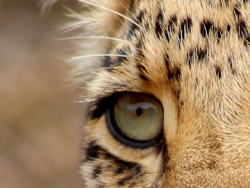 Close up of a leopard eye