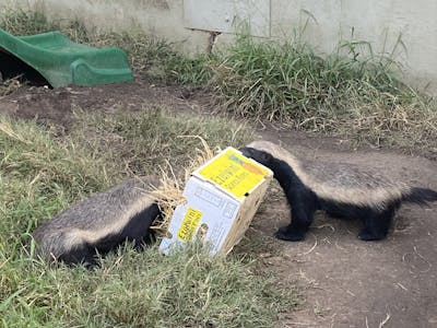 Two honey badgers playing with a box