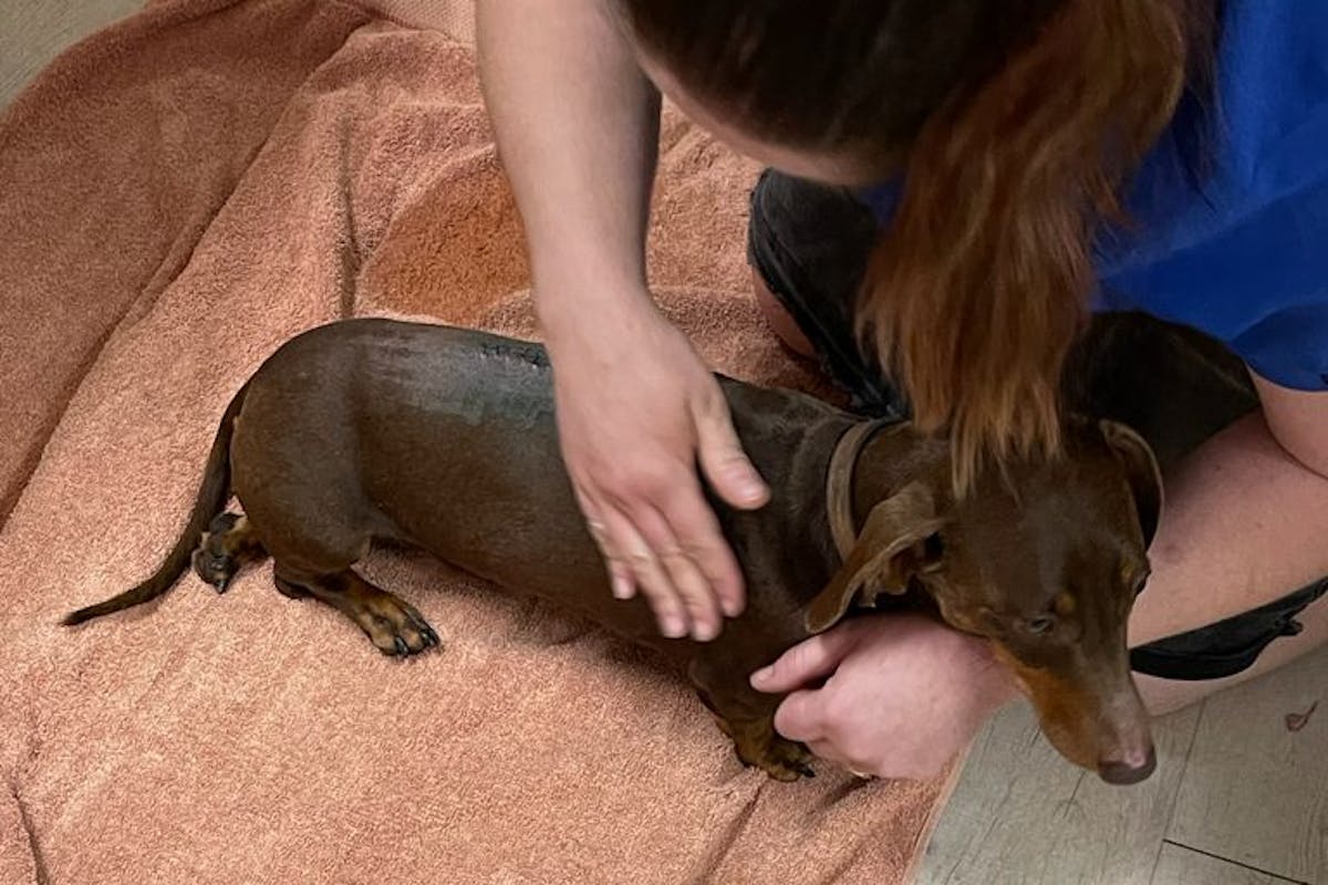 Michelle Roegiers: injured sausage dog