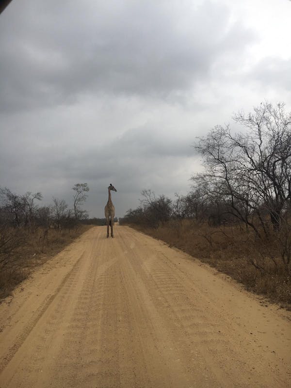 Emily Guinane: giraffe 