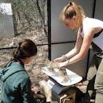 ACE students at Care for Wild Africa weighing a baby serval