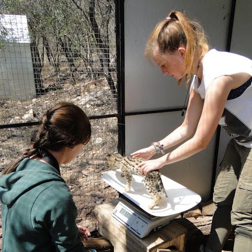 ACE students at Care for Wild Africa weighing a baby serval