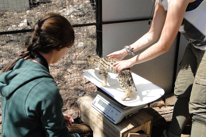 ACE students at Care for Wild Africa weighing a baby serval