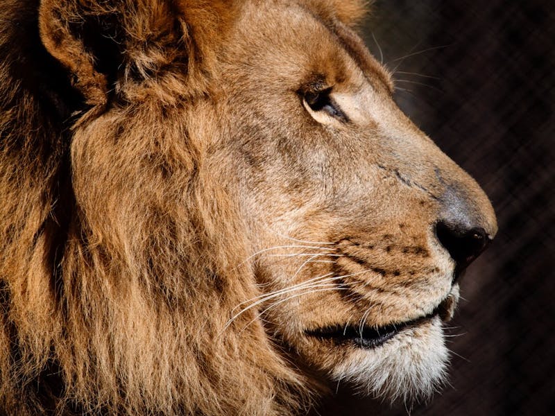 Adult male Lion closeup - profile against dark background