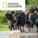 National Geographic Article, Elephants in the Okavango