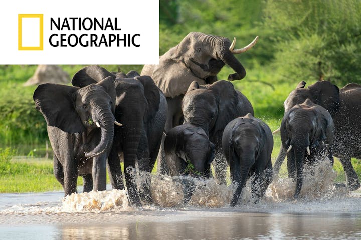 National Geographic Article, Elephants in the Okavango