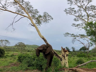 Katherine Prindle: elephant scratching itself on a tree in the bush
