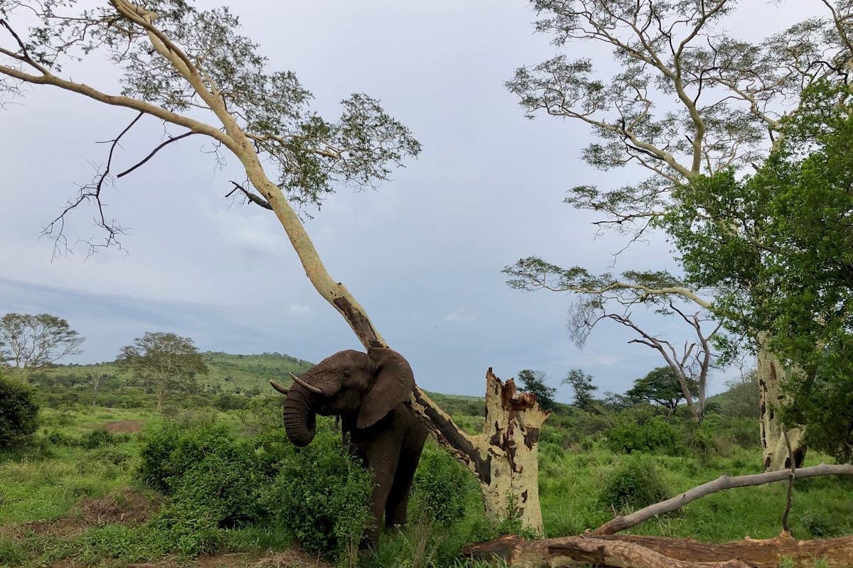 Katherine Prindle: elephant scratching itself on a tree in the bush