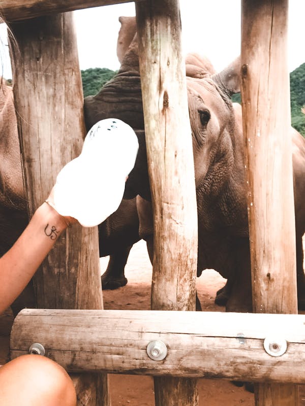 Magdalena Edwards: bottle feeding rhino