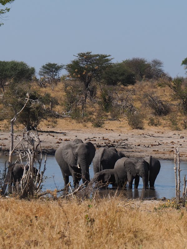 Siske Loggie: elephants in the water