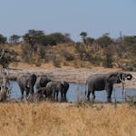 Siske Loggie: elephants in the water
