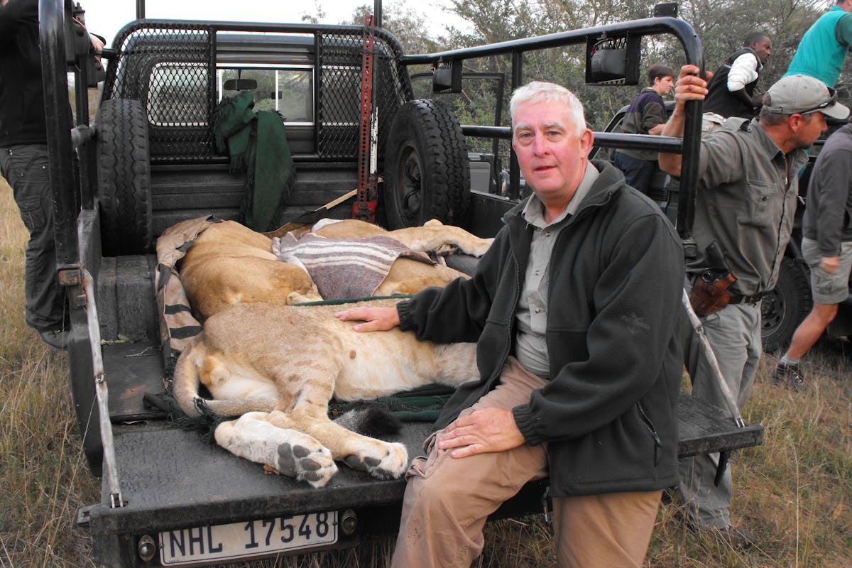 An ACE volunteer poses for a photo next to 3 sedated lions in a truck