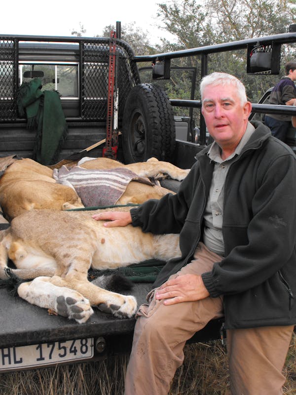 An ACE volunteer poses for a photo next to 3 sedated lions in a truck