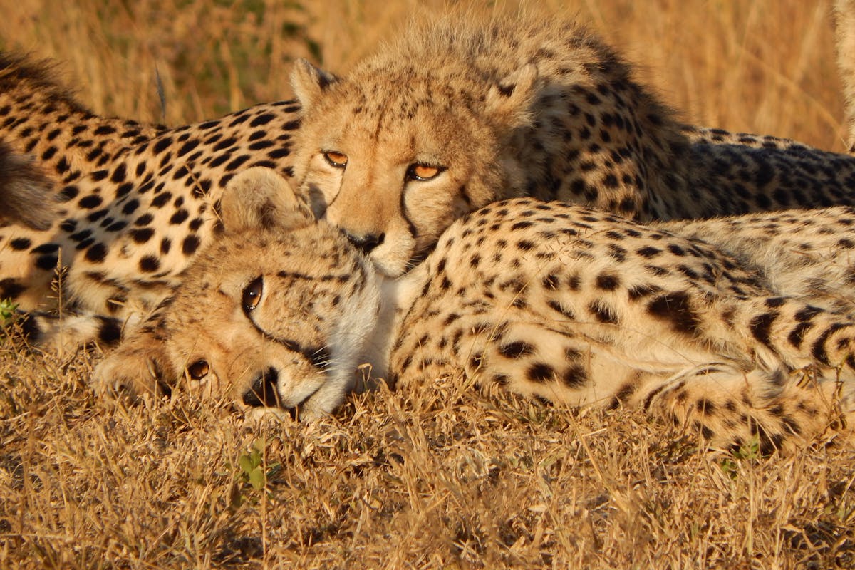 A pair of Cheetah lazing in the sun with their eyes open
