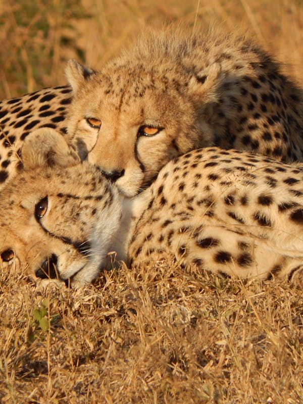 A pair of Cheetah lazing in the sun with their eyes open