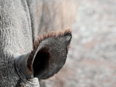 Close up of a rhino's ear, Golola, The Rhino Orphanage