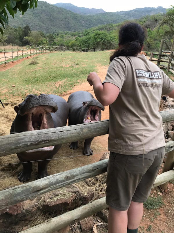 Emma Ruggles: feeding the hippos