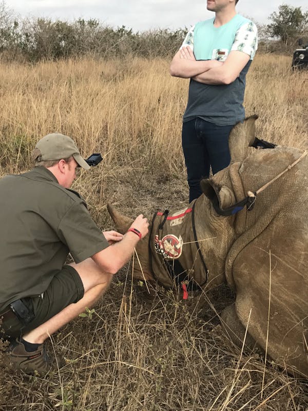 Jessica Gunn with a sedated rhino