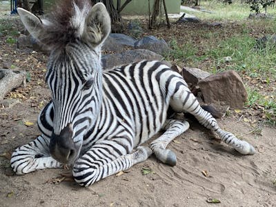 A zebra foal lying 
