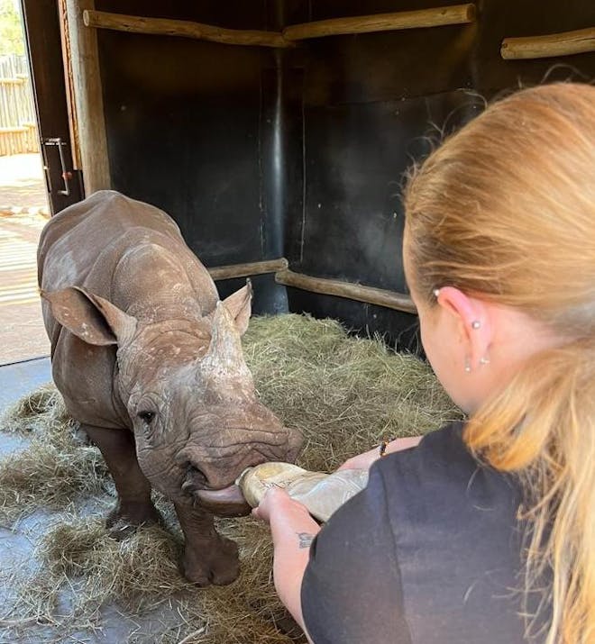 Caitlin Morse: volunteer bottle feeding a rhino 