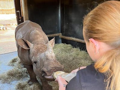 Caitlin Morse: rhino bottle feeding
