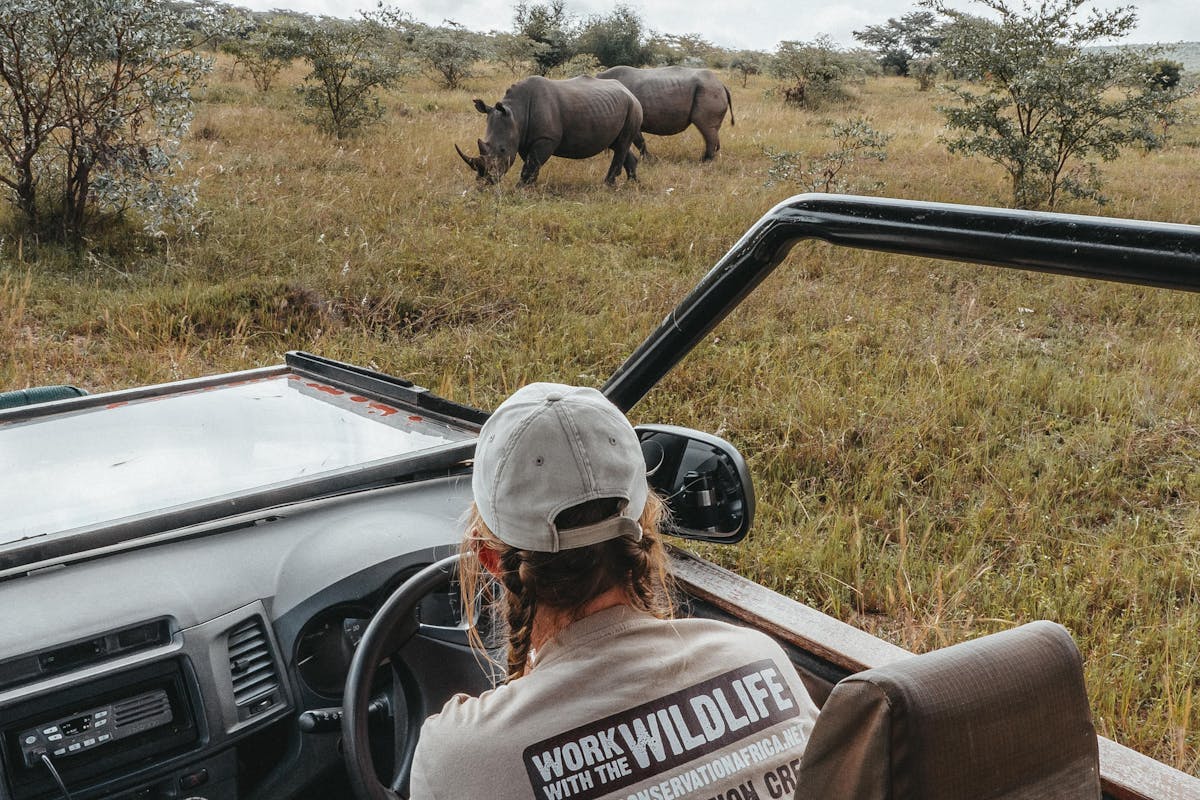 ACE volunteer viewing rhinos from a vehicle