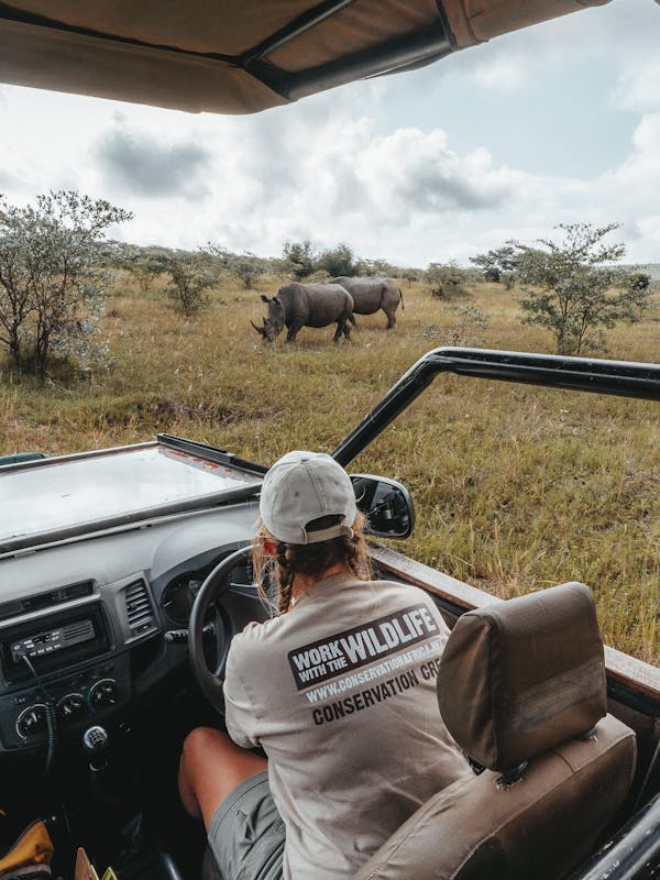 ACE volunteer viewing rhinos from a vehicle