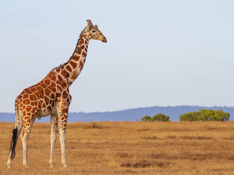 A lone, adult male giraffe