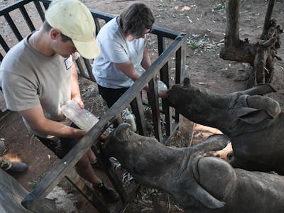 volunteers bottle feed baby rhinos