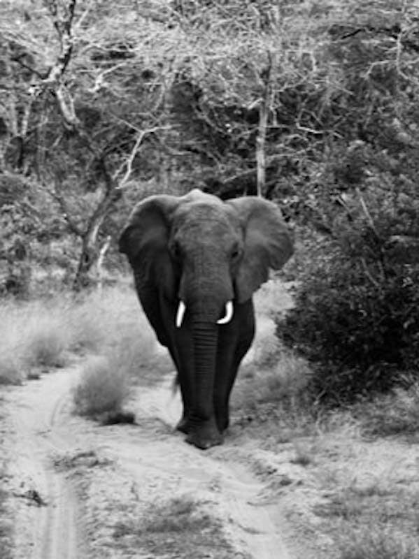 Isobel Yeo: black and white photo of an elephant