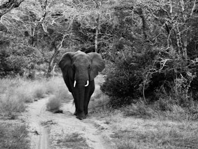 Isobel Yeo: black and white photo of an elephant