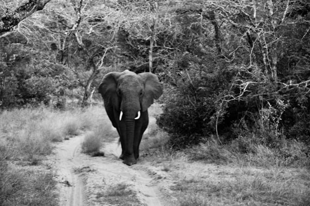 Isobel Yeo: black and white photo of an elephant
